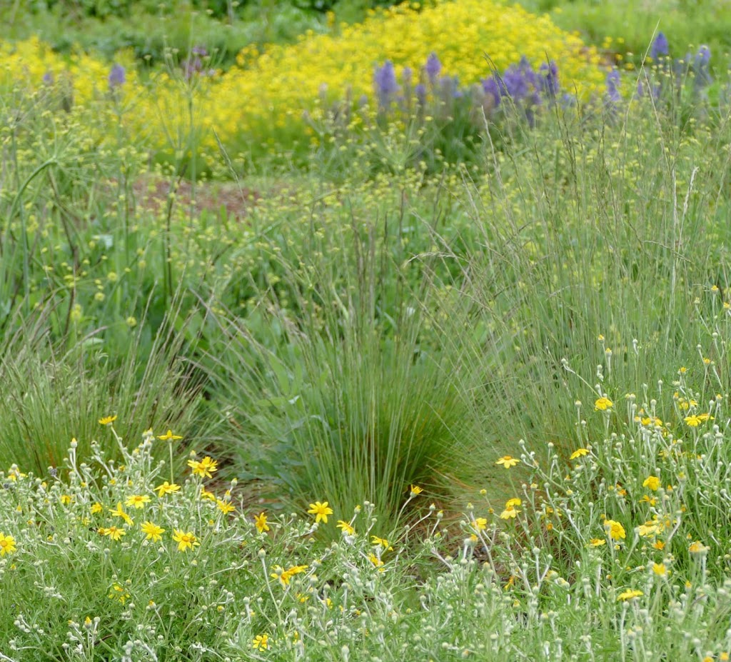Satinflower Nurseries | 741 Haliburton Rd, Victoria, BC V8Y 1H7, Canada | Phone: (778) 679-3459