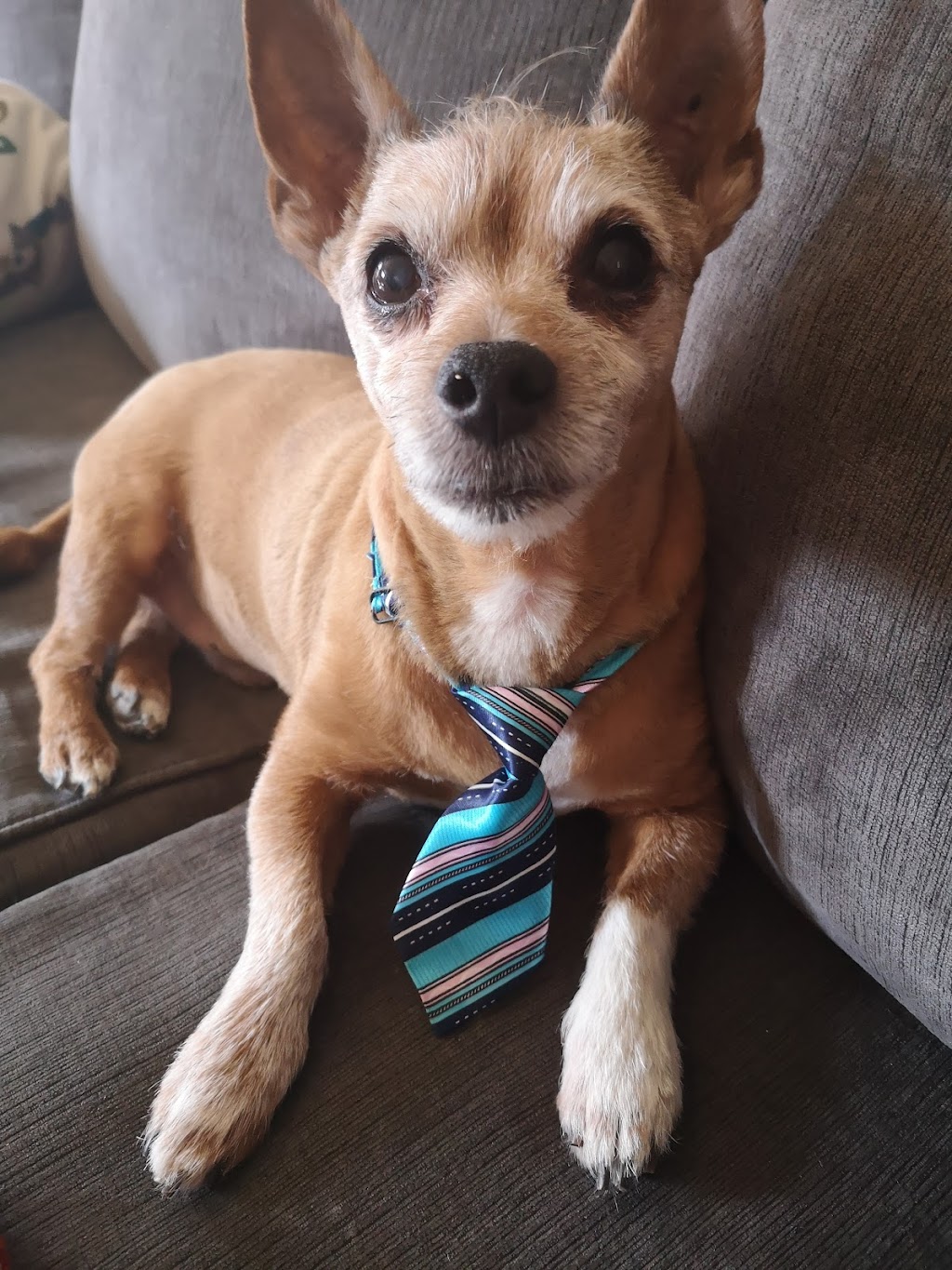 L A Pet Grooming | 1105 Finch Ave, Pickering, ON L1V 1J7, Canada | Phone: (905) 420-5922