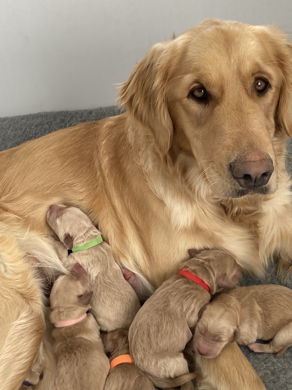 Daisy’s Golden Doodles | 1064 Bronk Rd, Belleville, ON K0K 2V0, Canada | Phone: (613) 242-5754