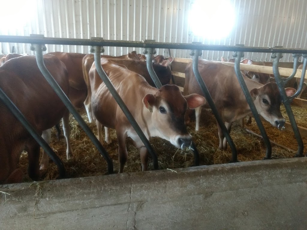 Millers Dairy | 7280 County Rd 9, Creemore, ON L0M 1G0, Canada | Phone: (705) 466-2525