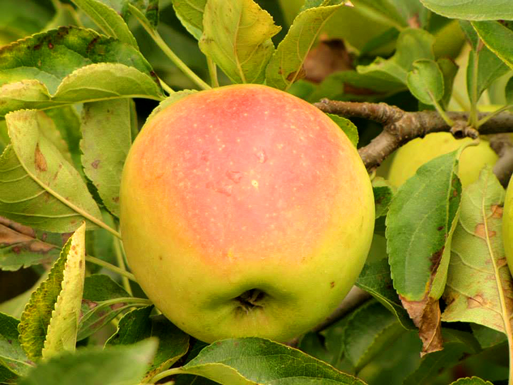 Sunrise Orchards Inc. | 9188 Townsend Line, Arkona, ON N0M 1B0, Canada | Phone: (519) 828-3466