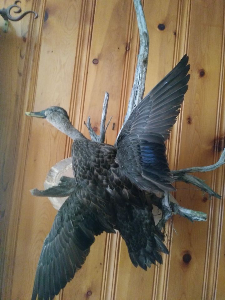 Tanneur Des Monts S Canuel | 268 Rang Armstrong, Saint-Alexis-des-Monts, QC J0K 1V0, Canada | Phone: (819) 265-3836