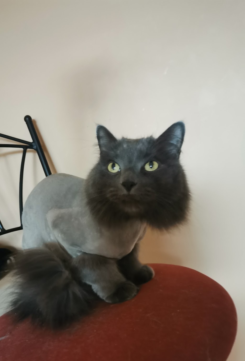 Fabulous Feline Grooming | 4711 17 Ave SE, Calgary, AB T2A 0T9, Canada | Phone: (403) 971-5790