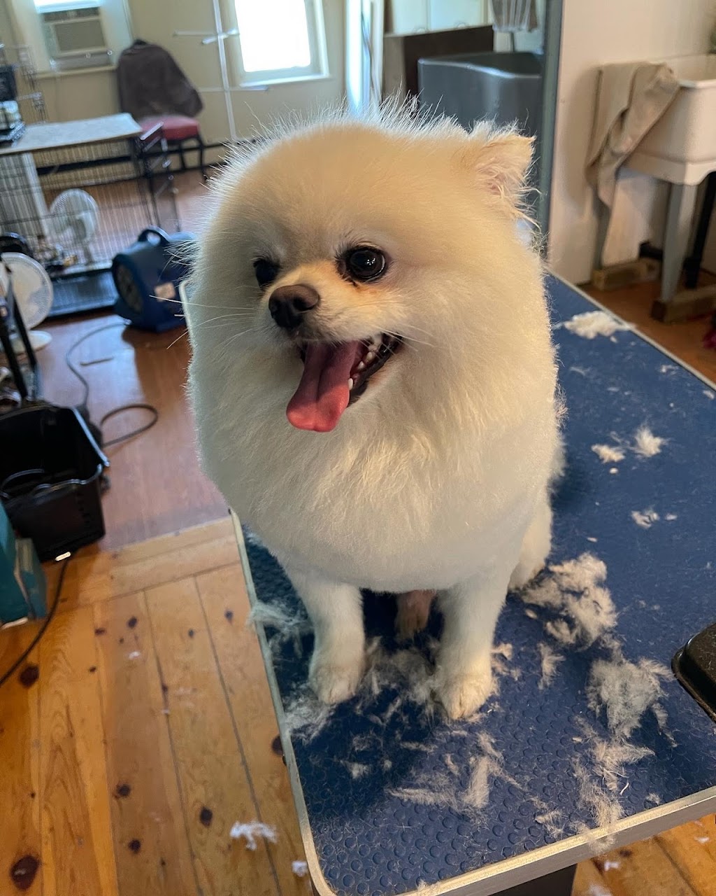 All for the woof | 5324 Main St, Orono, ON L0B 1M0, Canada | Phone: (289) 830-2281