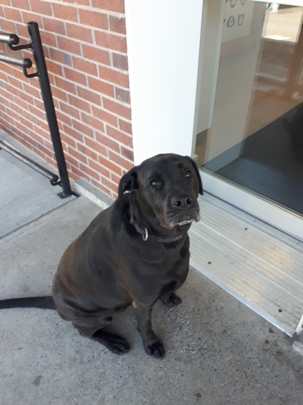 Veterinary Hospital Bois-Francs | 50 Rue Girouard, Victoriaville, QC G6P 5S8, Canada | Phone: (819) 357-8281