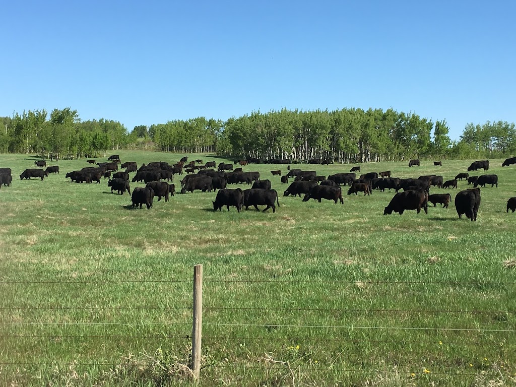 Hamilton Farms Black Angus | 274132 RGE RD 33, AB T4C 2Y2, Canada | Phone: (403) 932-5980
