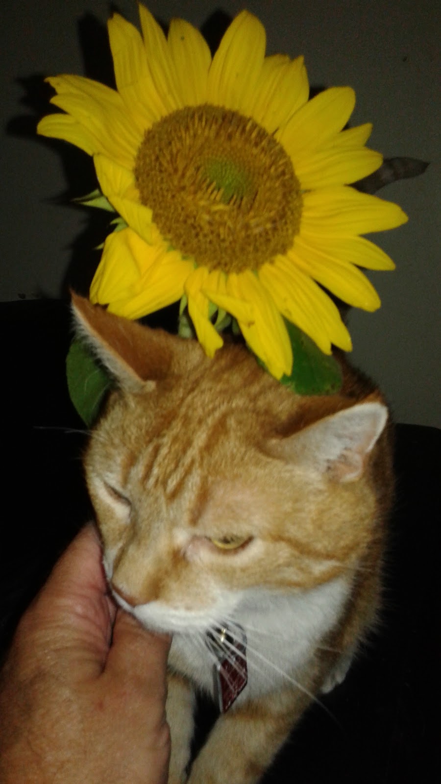 Fergus Veterinary Hospital | 100 McQueen Blvd #3, Fergus, ON N1M 3T8, Canada | Phone: (519) 787-2000