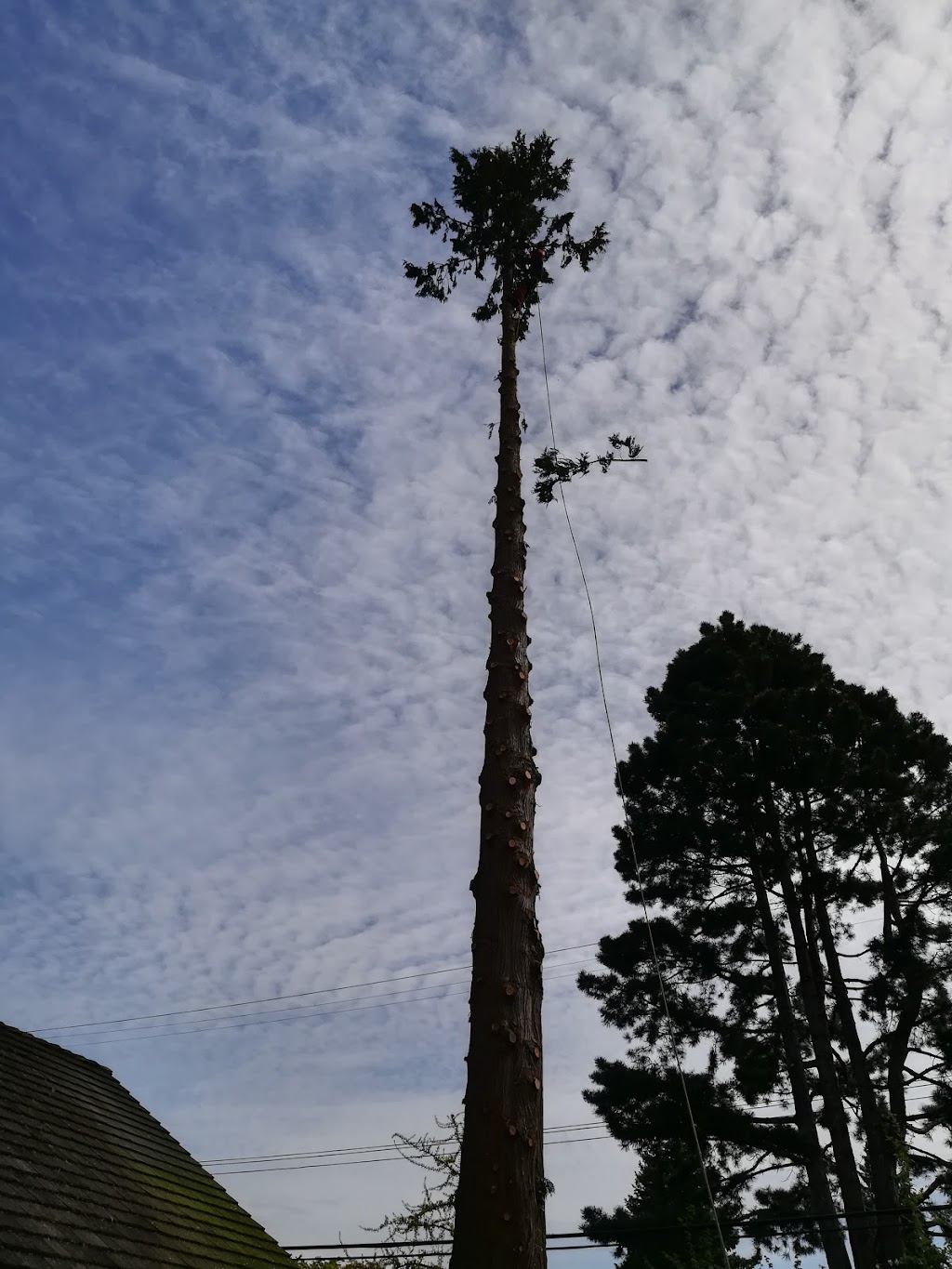 Hedge PRO Trimming | 231 Eighth St #304, New Westminster, BC V3M 3P8, Canada | Phone: (604) 417-4211