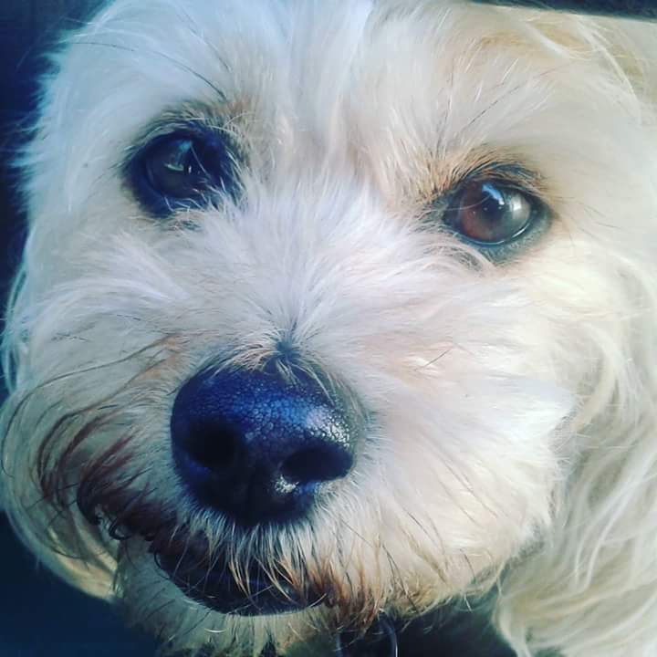 Cani-Felis Veterinary Hospital Inc | 5720 Grande Allée, Saint-Hubert, QC J3Y 2R6, Canada | Phone: (450) 656-2727