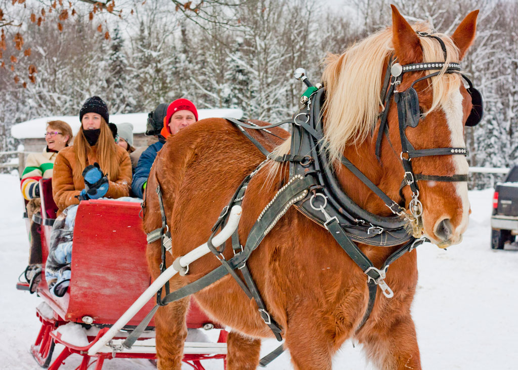 Back of Beyond Equine Centre | 2572 Muskoka Road 10, Huntsville, ON P1H 2J3, Canada | Phone: (705) 789-1605