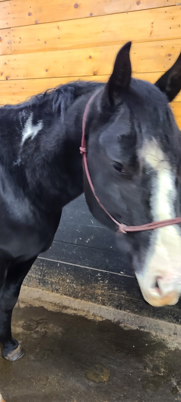 Coulee Equine Conditioning & Rehabilitation | Township Rd 334, Mountain View County, AB T0M 0K0, Canada | Phone: (403) 896-2077