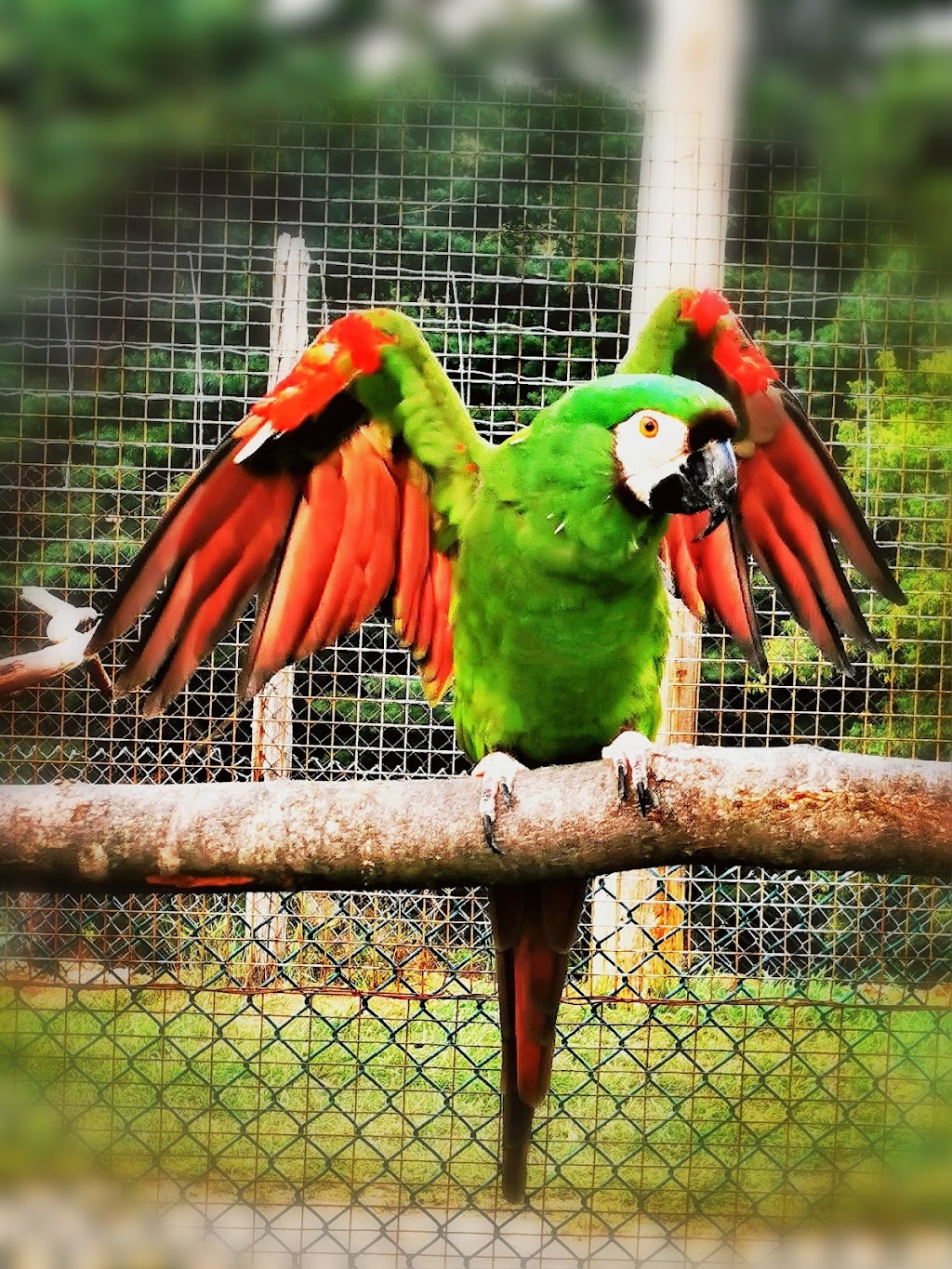 Zoo Animalia - Refuge pour animaux | 3381 Rang des Chutes, Saint-Édouard-de-Maskinongé, QC J0K 2H0, Canada | Phone: (514) 475-3160