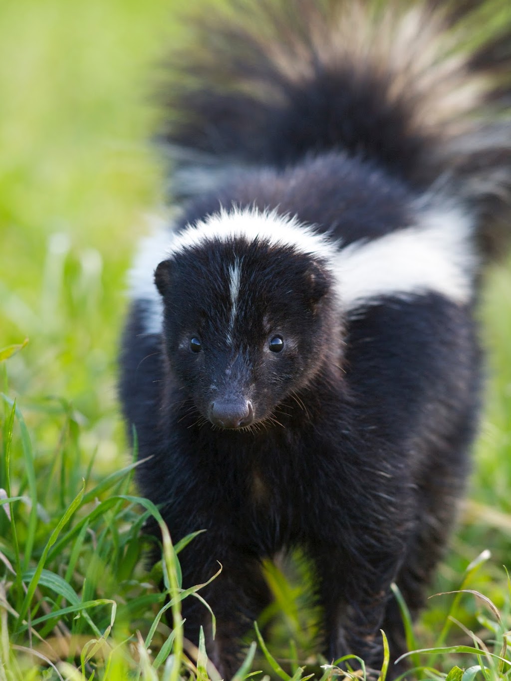 Pest Kings Wildlife & Pest Control Alliston | 140 Victoria St E, Alliston, ON L9R 1K6, Canada | Phone: (647) 988-5034