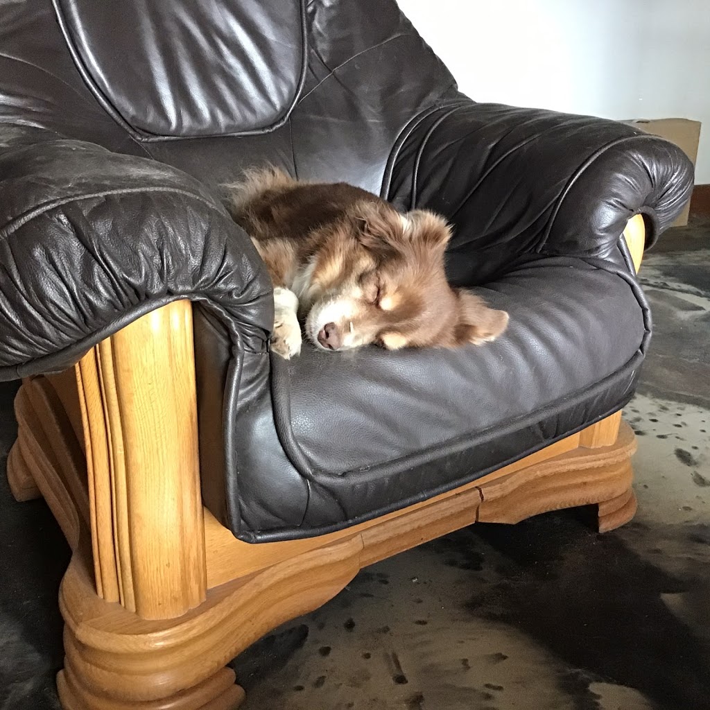 HHC kennels | County Rd, 21 Murphy Rd #6541, Alliston, ON L9R 1V2, Canada | Phone: (705) 424-2423
