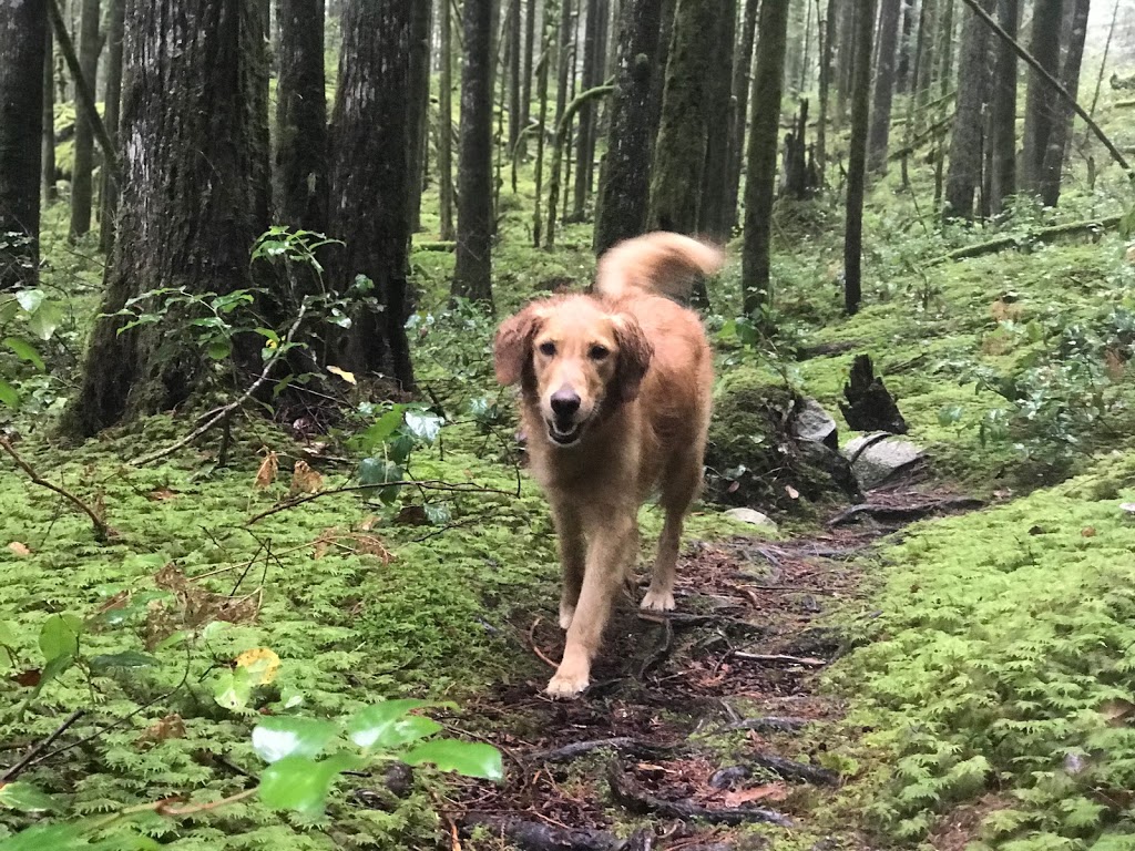 Dharma Dog Services | 7239 Fraser St, Vancouver, BC V5X 3V8, Canada | Phone: (604) 327-3649