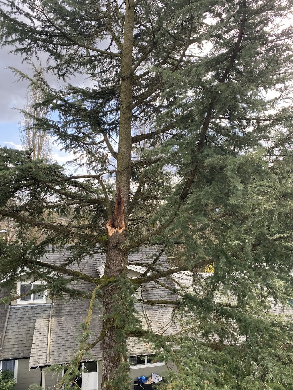 Ridge Meadows Tree Service | 12351 203 St, Maple Ridge, BC V2X 4V9, Canada | Phone: (604) 353-4979