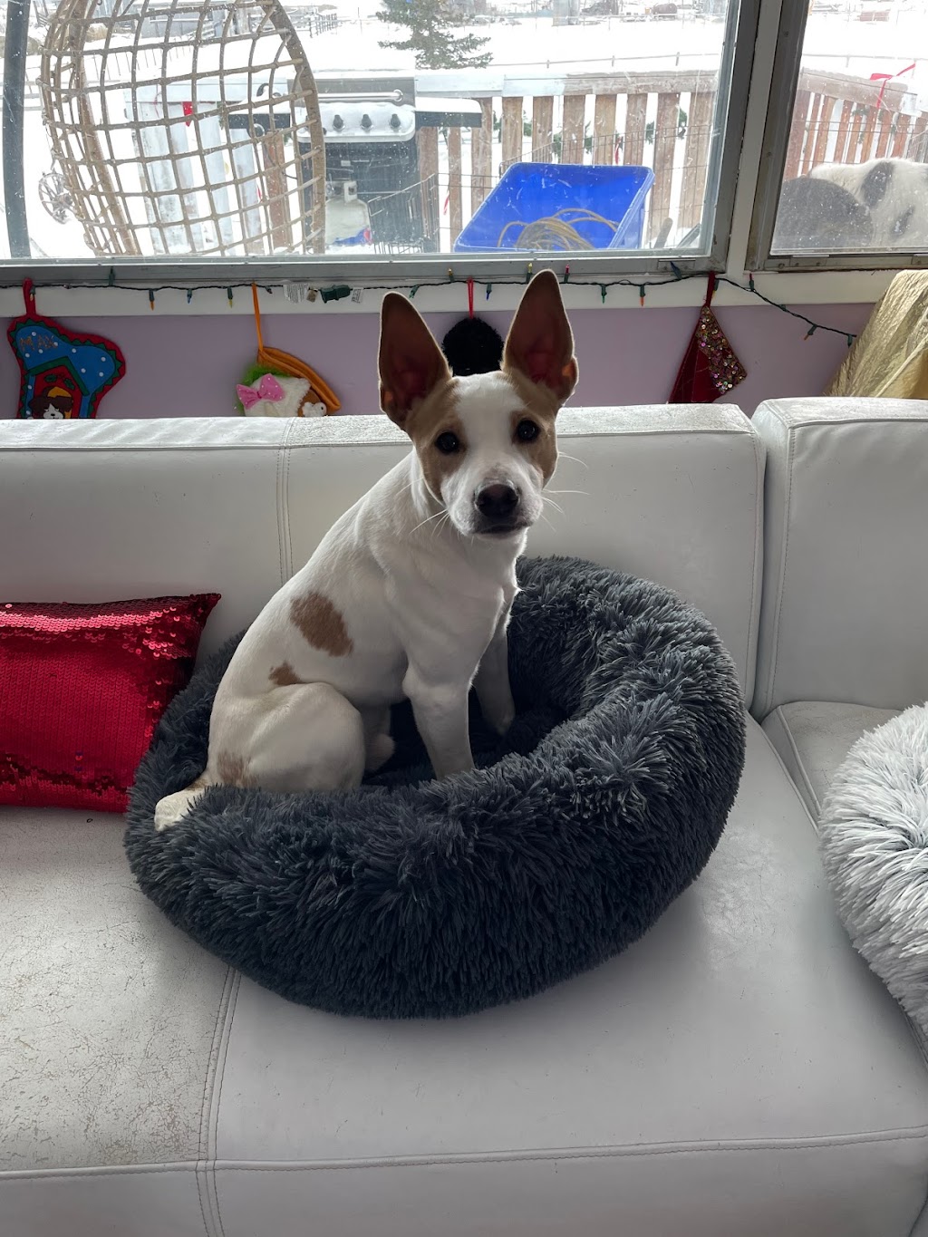 Dynamic Pet Spa & Travel Ltd | 77 Sun Harbour Way SE, Calgary, AB T2X 3G7, Canada | Phone: (587) 999-2073