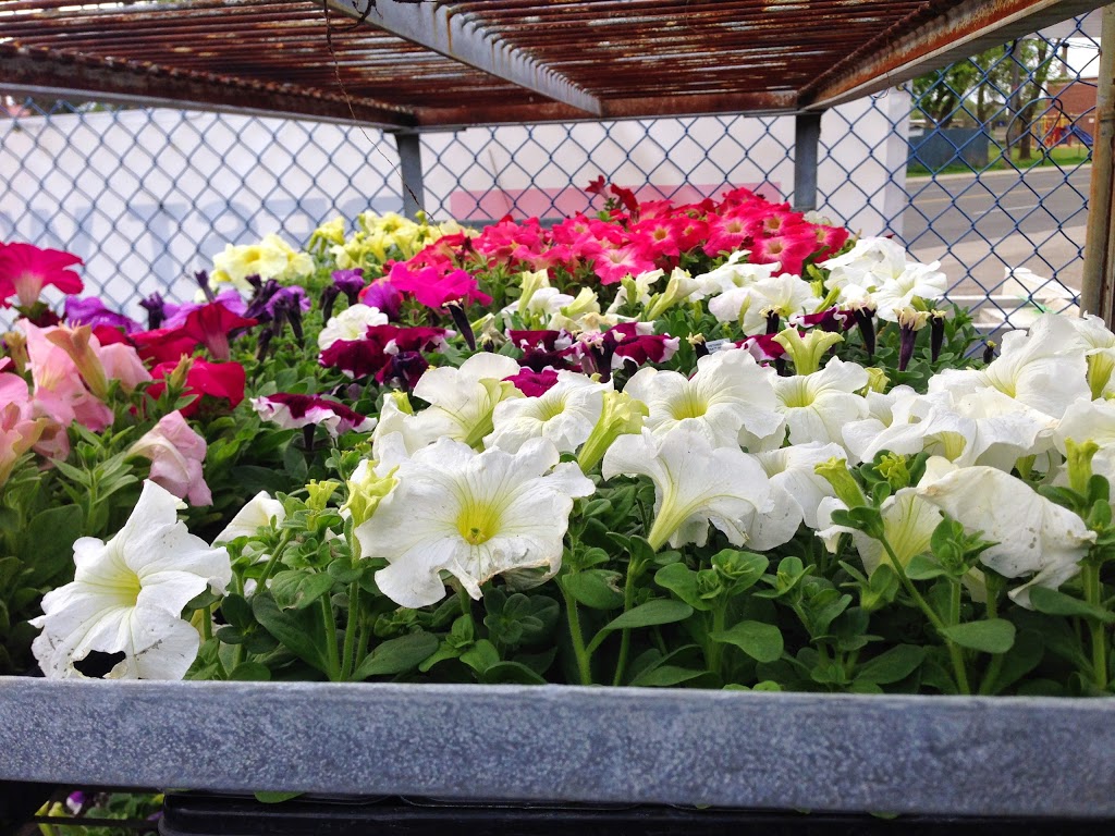 Homeland Toronto S Garden Centre 750 Danforth Rd Scarborough On M1k 1g5 Canada