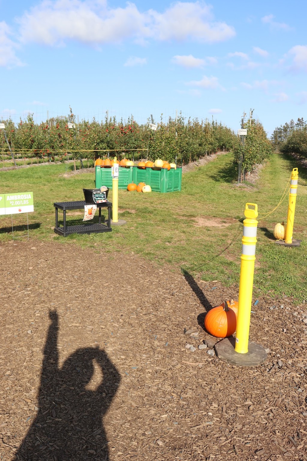 Irishview Estates Apple Orchard | 2480 NB-115, Irishtown, NB E1H 2M1, Canada | Phone: (506) 384-0294
