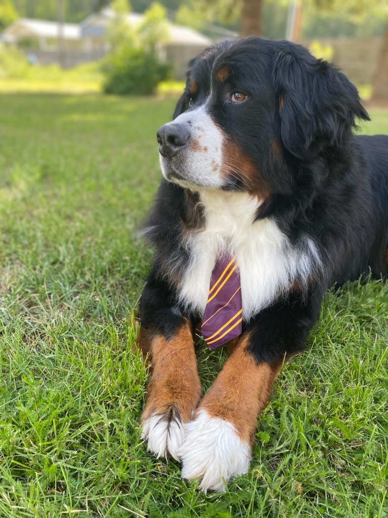 Country Suds Dog Grooming | 1520 Washington St, Greenwood, BC V0H 1J0, Canada | Phone: (236) 353-0010