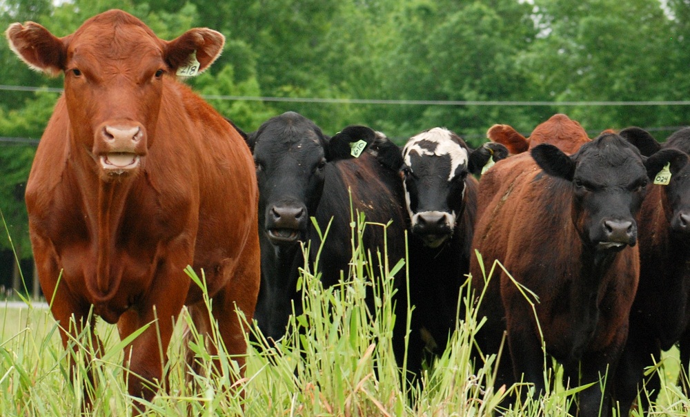 Grazing Days | 567 Rang Ste Julie E, Saint-André-Avellin, QC J0V 1W0, Canada | Phone: (613) 898-9136