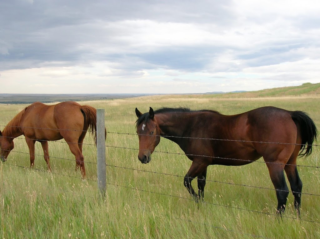 Lioness Park | Box 1420, 2015 2 Ave, Fort Macleod, AB T0L 0Z0, Canada | Phone: (403) 553-4101