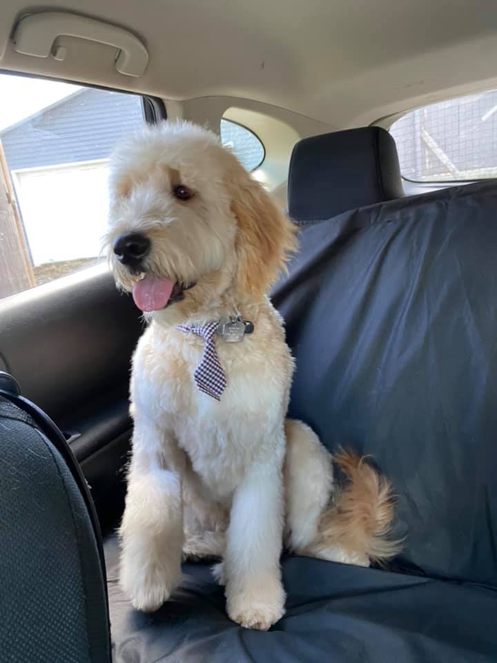 Purrfect Paws Boutique-Calgarys best dog groomers | 430 Acadia Dr SE #22, Calgary, AB T2J 0A9, Canada | Phone: (403) 252-3118