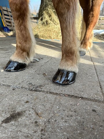 HS Farrier Service | 5711 Line 3 N, Moonstone, ON L4R 4K3, Canada | Phone: (705) 796-6547