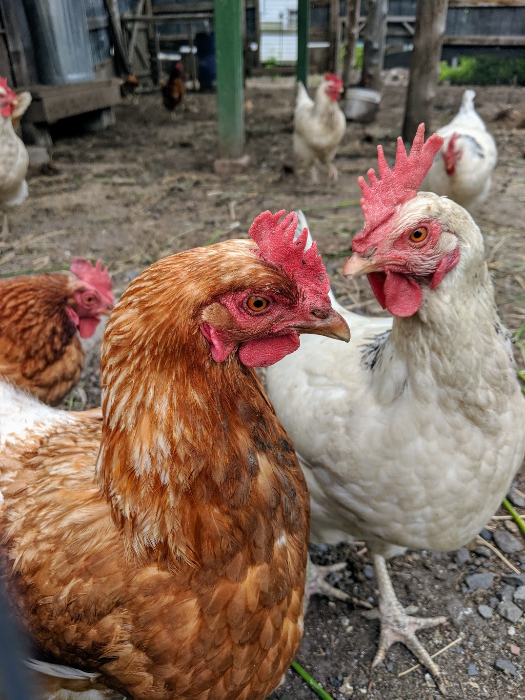 Gretas Organic Gardens | 399 River Rd, Gloucester, ON K1V 1C9, Canada | Phone: (613) 521-8648