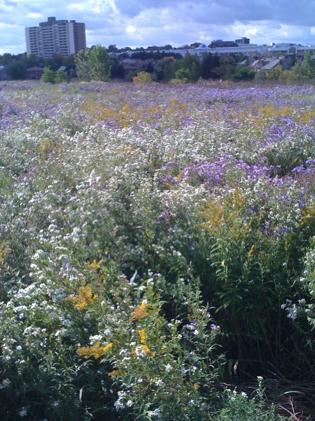 Bruce Reynolds Park | 2173 Springbank Rd, Mississauga, ON L5H 3N5, Canada