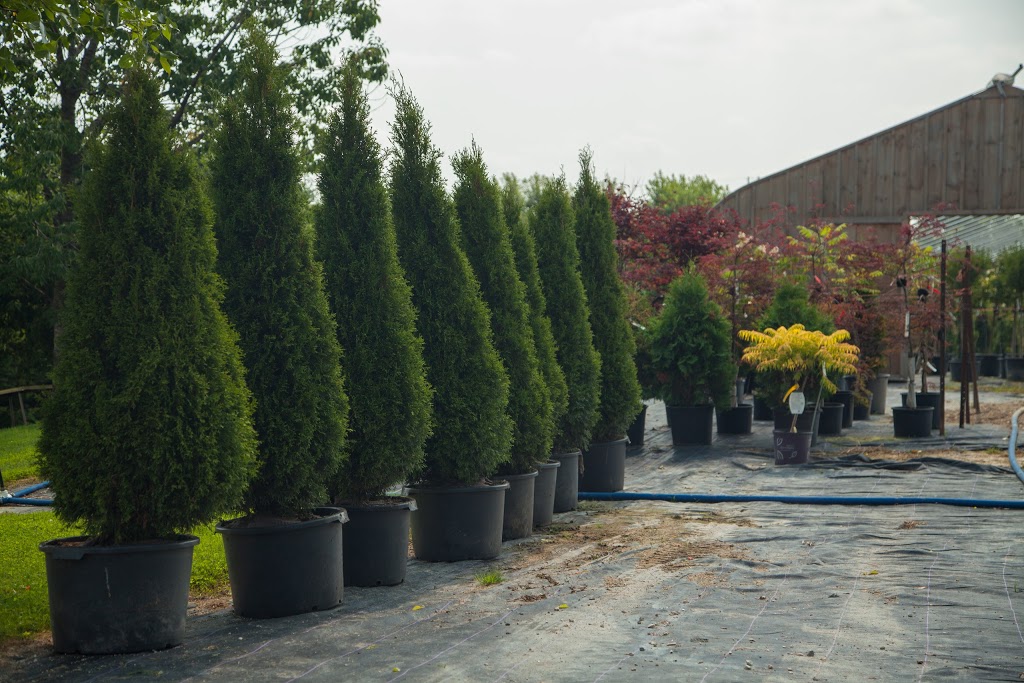 Greenview Nursery | 7223 3 Line, Elmira, ON N3B 2Z3, Canada | Phone: (519) 669-8583