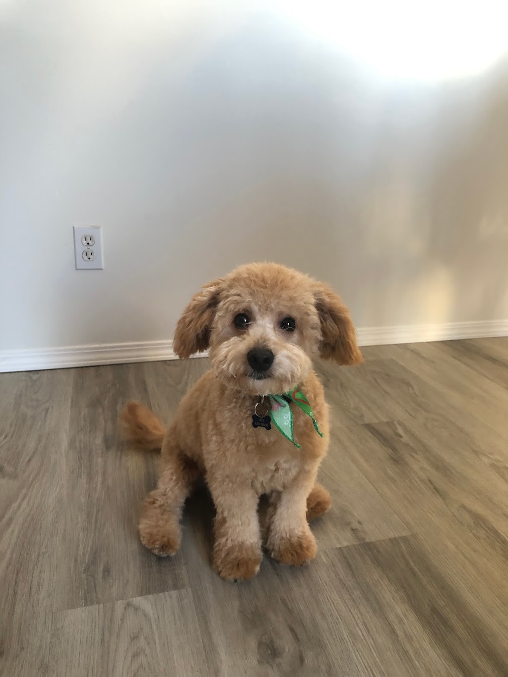 Bridlewood Pet Grooming | 2525 Bridlecrest Way SW #75, Calgary, AB T2Y 5J4, Canada | Phone: (403) 321-3647