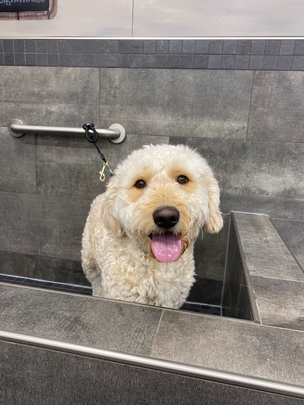 Pet Valu | 12 Elizabeth St, Brighton, ON K0K 1H0, Canada | Phone: (613) 475-4050