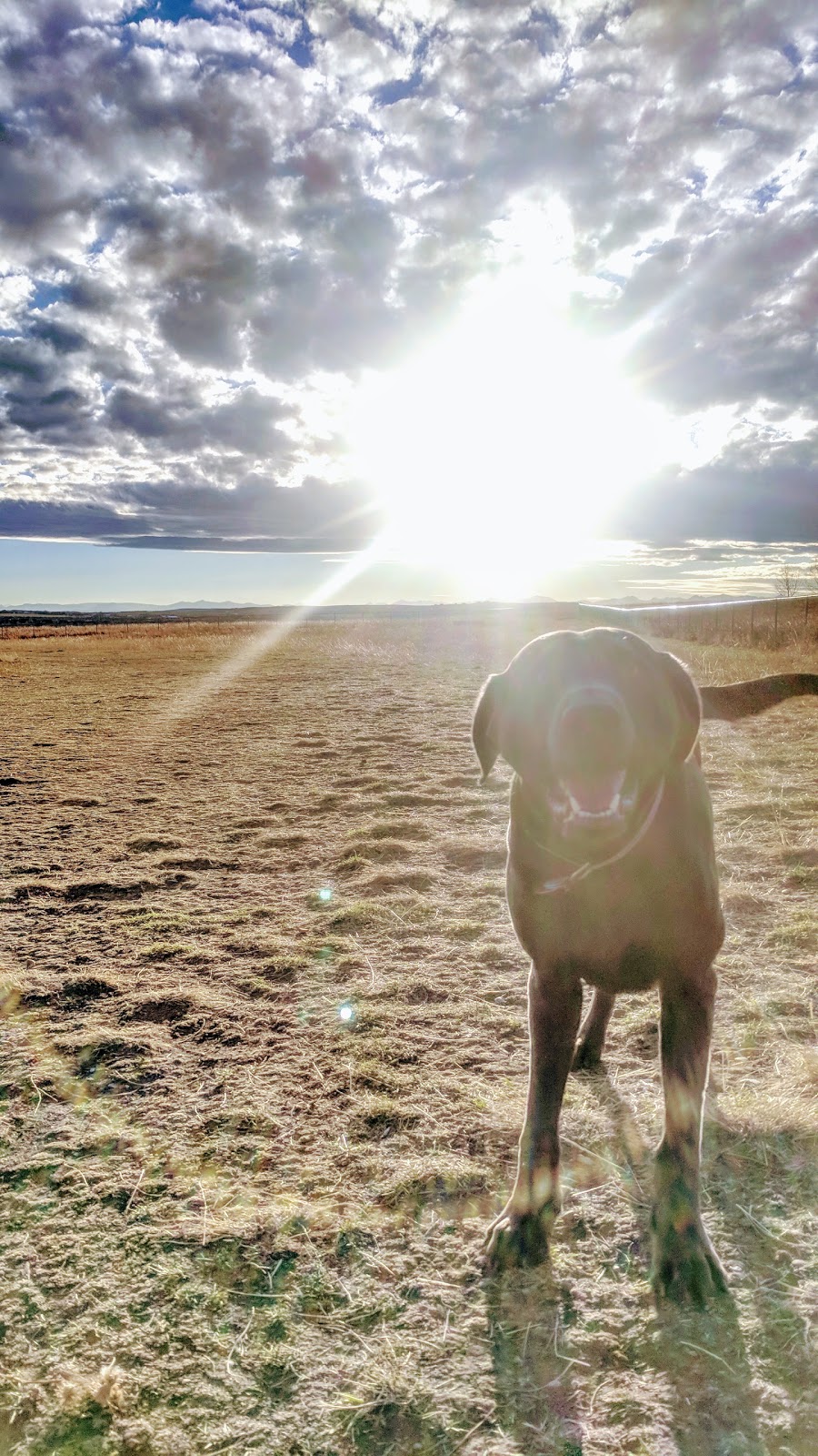 Off Leash Park | 132 Drake Landing Ridge, Okotoks, AB T1S 0H1, Canada | Phone: (403) 938-4404