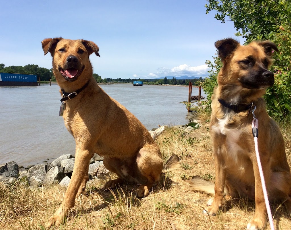 Lucky Paws Dog Walking | 44 E 13th Ave, Vancouver, BC V5T 4K7, Canada | Phone: (778) 908-1585