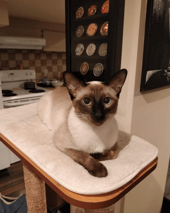 Priority Pet Boarding Service Inc. | 218 Beatrice Dr, Nepean, ON K2J 4P1, Canada | Phone: (514) 575-0544