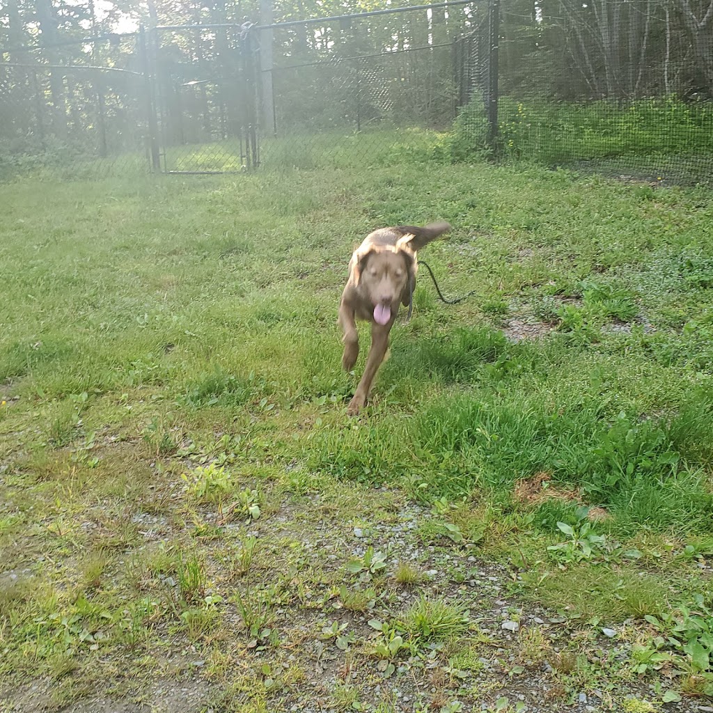 Refined Canines Halifax | 27 Old Cobequid Rd, Waverley, NS B2R 1P4, Canada | Phone: (902) 489-0057