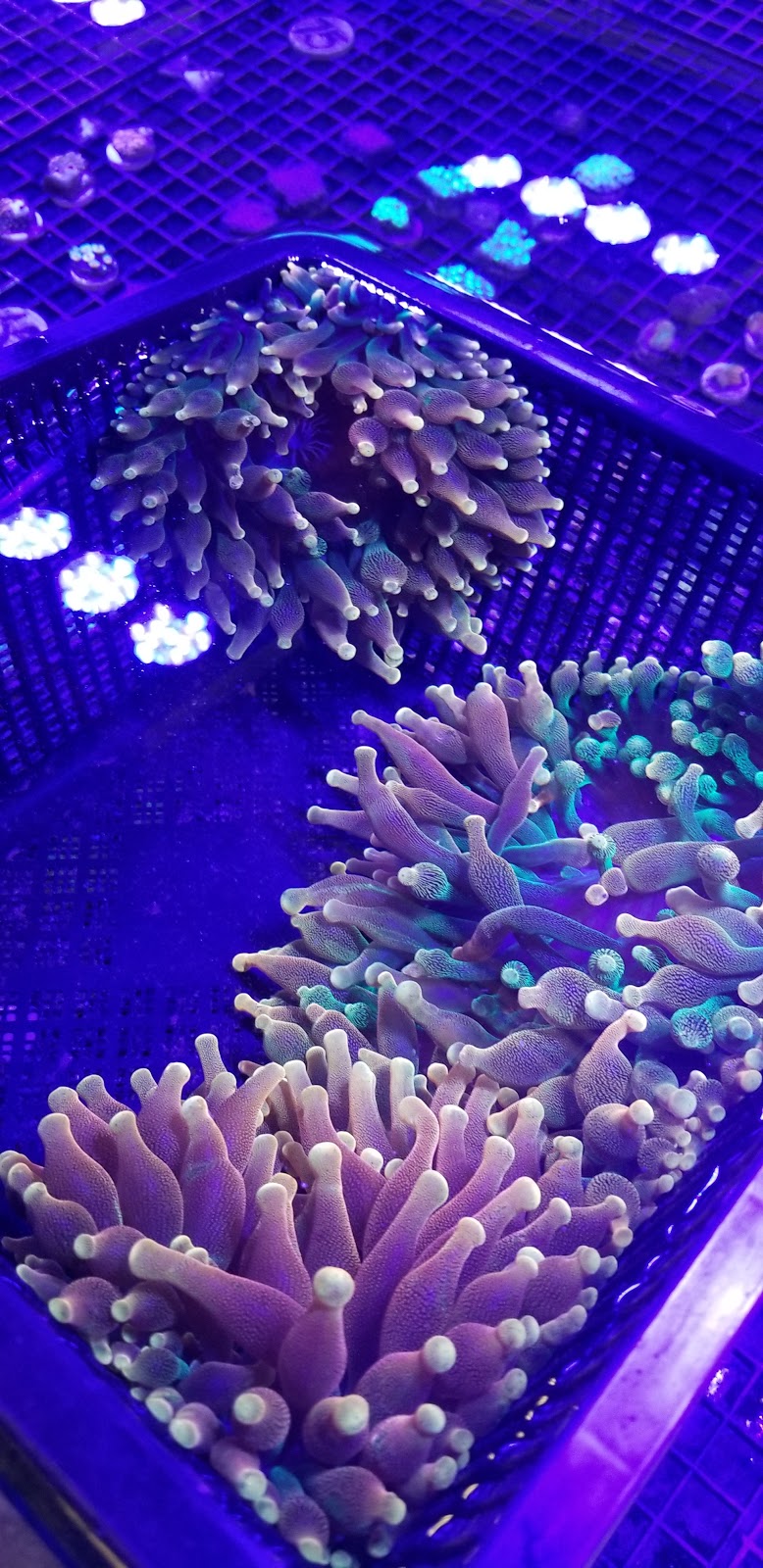 Canada Corals Inc. | 931 Brunette Ave, Coquitlam, BC V3K 6T5, Canada | Phone: (236) 313-3474