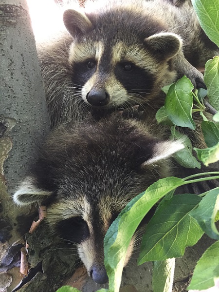 Gotcha Wildlife Removal Services | 1434 Seabring Street, Oshawa, ON L1J 8K5, Canada | Phone: (647) 461-7632
