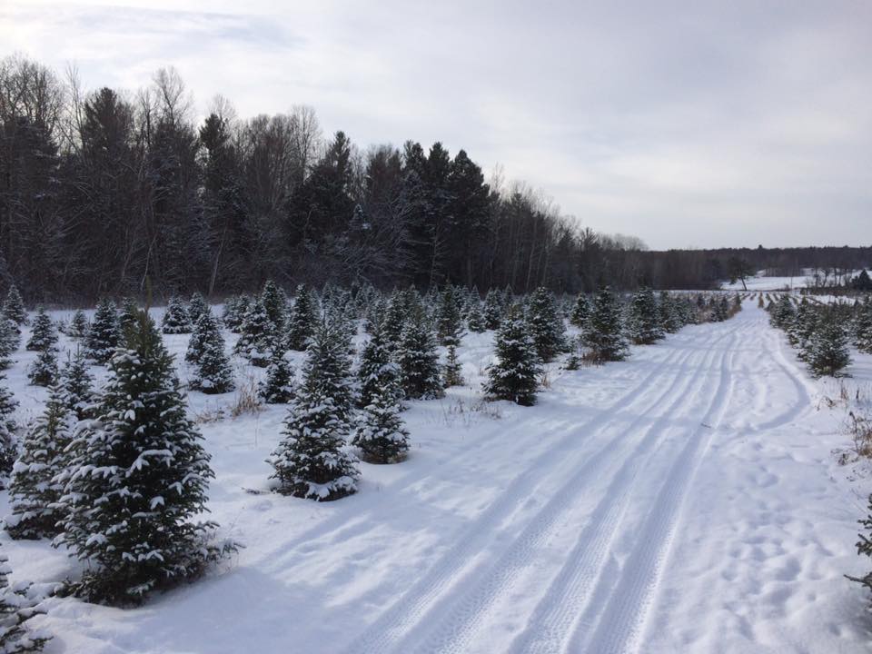 J Ayers Trees and Landscaping | 3695 Fairgrounds Rd, Severn, ON L3V 0Y2, Canada | Phone: (705) 323-5968