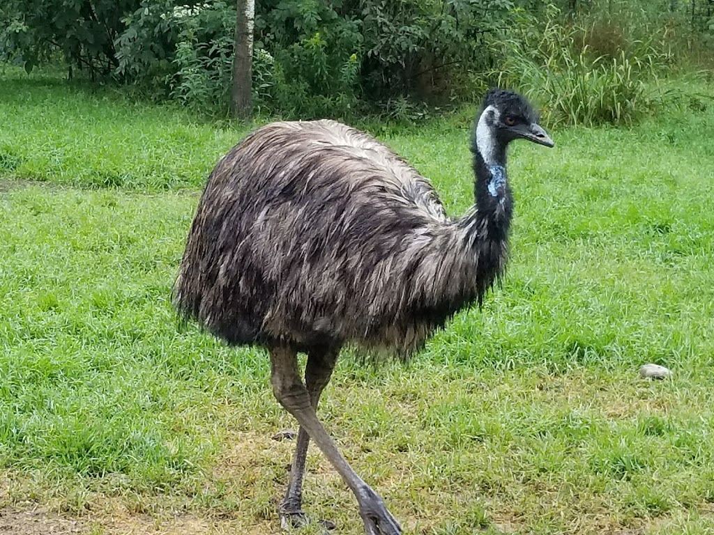 Zoo Falardeau | 309 2e Rang, Le Fjord-du-Saguenay, QC G0V 1C0, Canada | Phone: (418) 673-4602