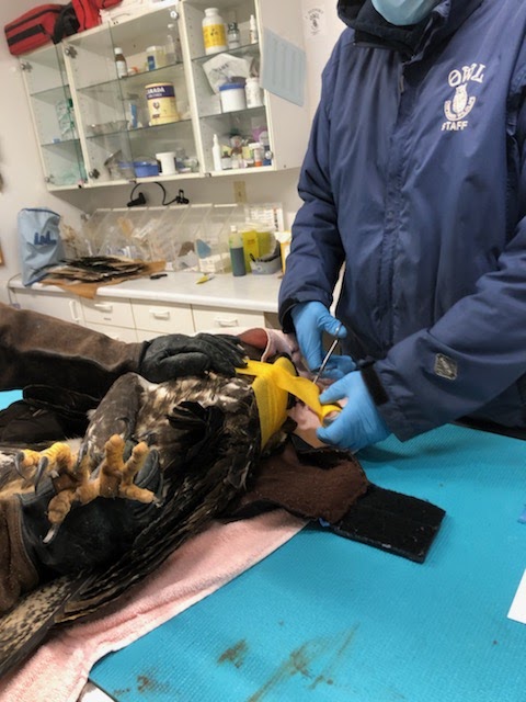 Coastal wildlife rescue and conflict resources services | 7871 Redrooffs Rd, Halfmoon Bay, BC V0N 1Y1, Canada | Phone: (604) 399-8502