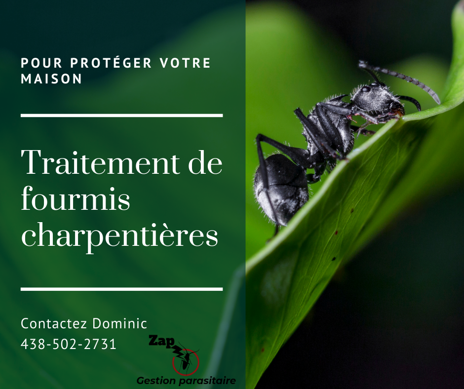 Zap Gestion Parasitaire | 351 Chemin de la Branche-du-Rapide, Marieville, QC J3M 1N9, Canada | Phone: (438) 502-2731