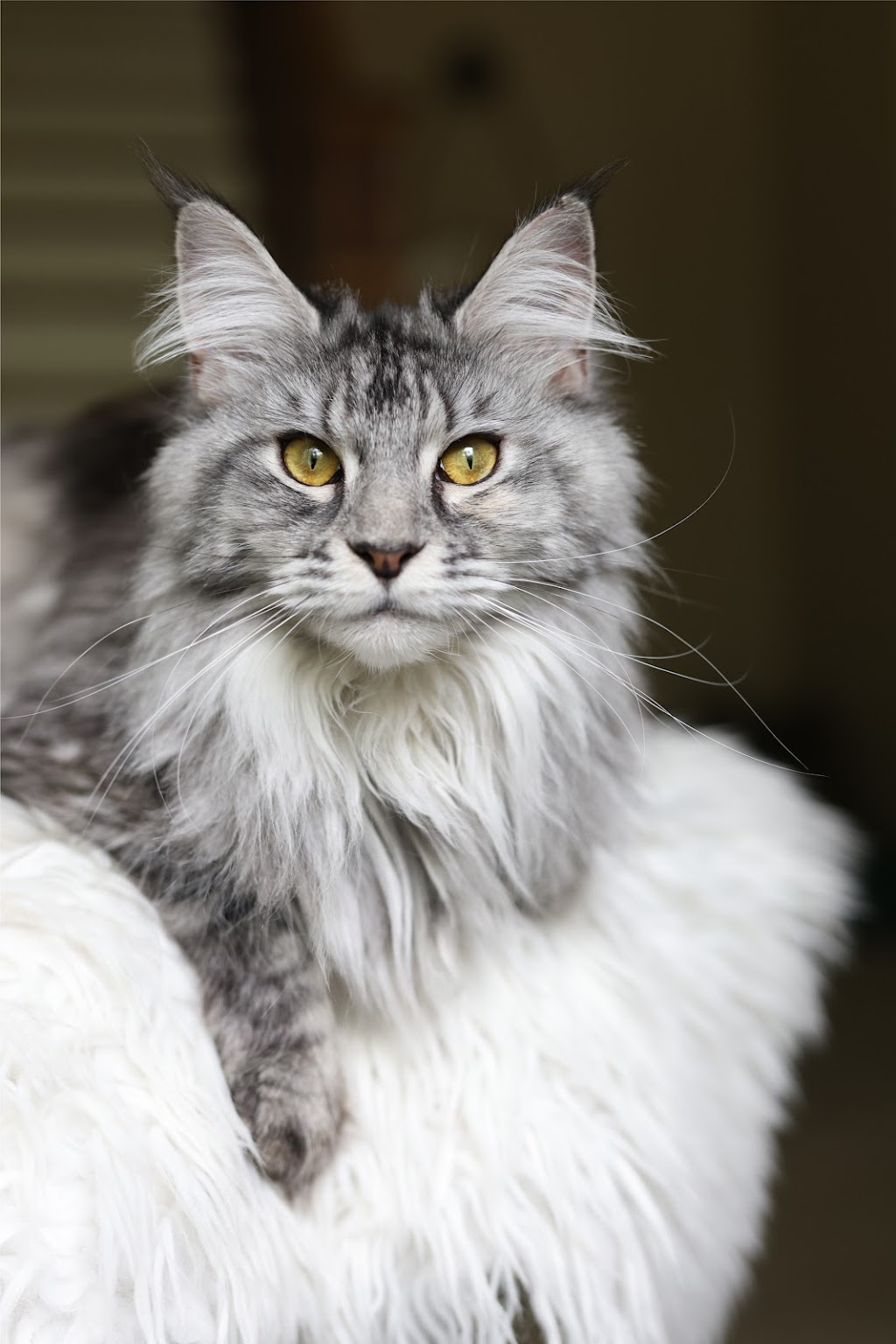 Chatterie Rubycoon Maine Coon, Québec, Estrie - Chem. North, Austin, QC ...