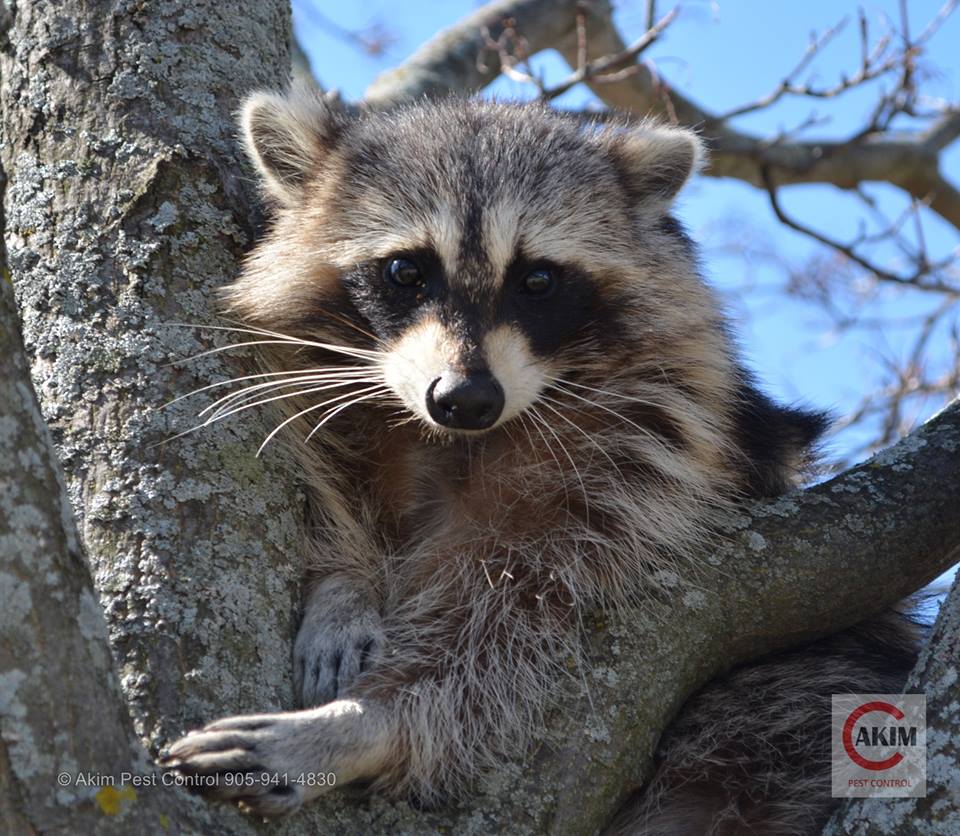 Akim Pest Control - Wildlife & Pest Control Services | 4501 Connell Ave, Niagara Falls, ON L2H 3E6, Canada | Phone: (905) 941-4830