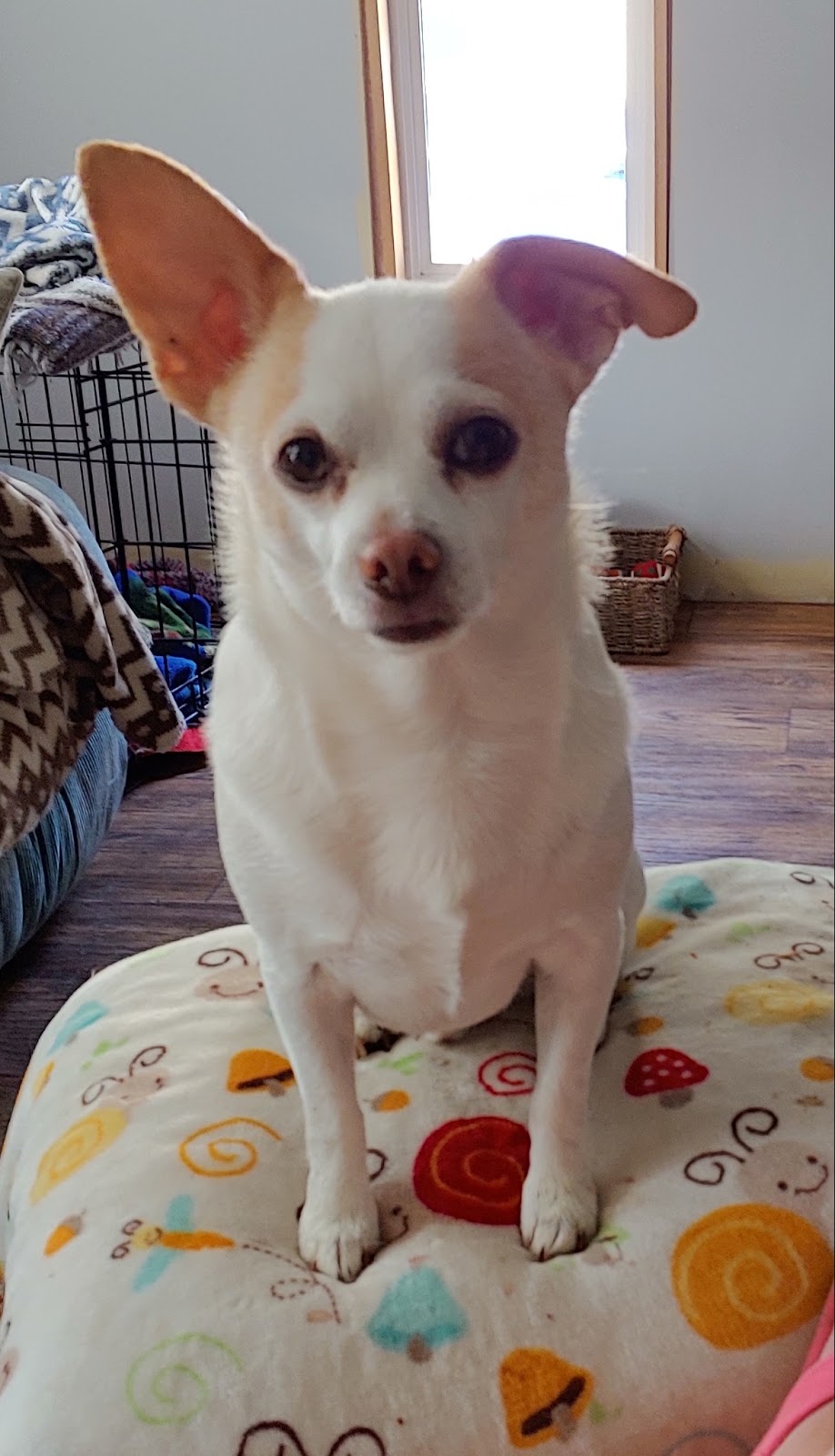 Our Last Hope Animal Rescue Society | Princeton, BC V0X 1W0, Canada | Phone: (604) 749-7150