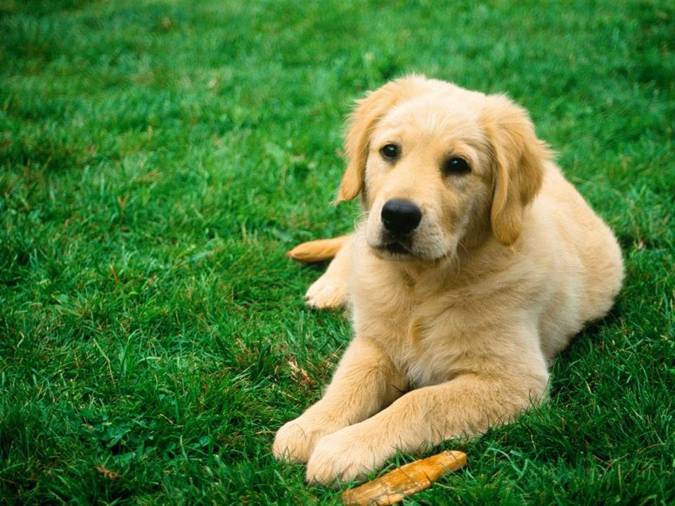 Oxford Animal Hospital | 15154 127 St NW, Edmonton, AB T6V 0C5, Canada | Phone: (780) 705-2131