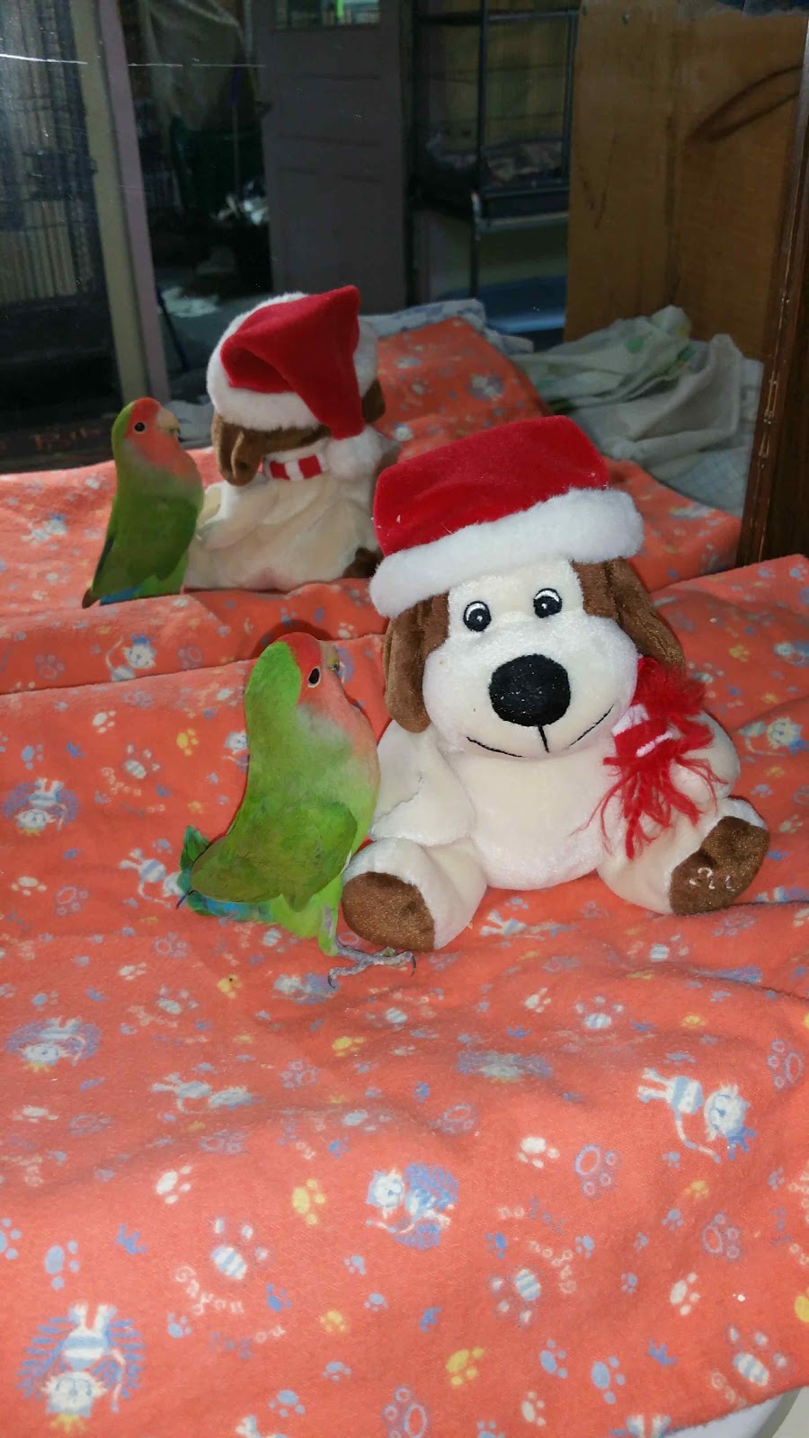 Sudbury BIRD House | 166 St Joseph St, Sudbury, ON P3B 2R1, Canada | Phone: (705) 677-8932