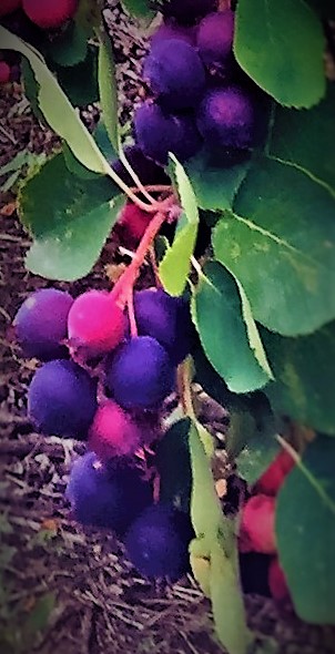 Crystal Beach Orchards | Railway Ave., Harris, SK S0L 1K0, Canada | Phone: (306) 270-5699