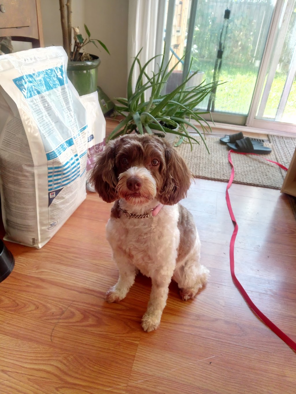 Fur Babies | 456 Vodden St E, Brampton, ON L6S 5V1, Canada | Phone: (905) 792-0428